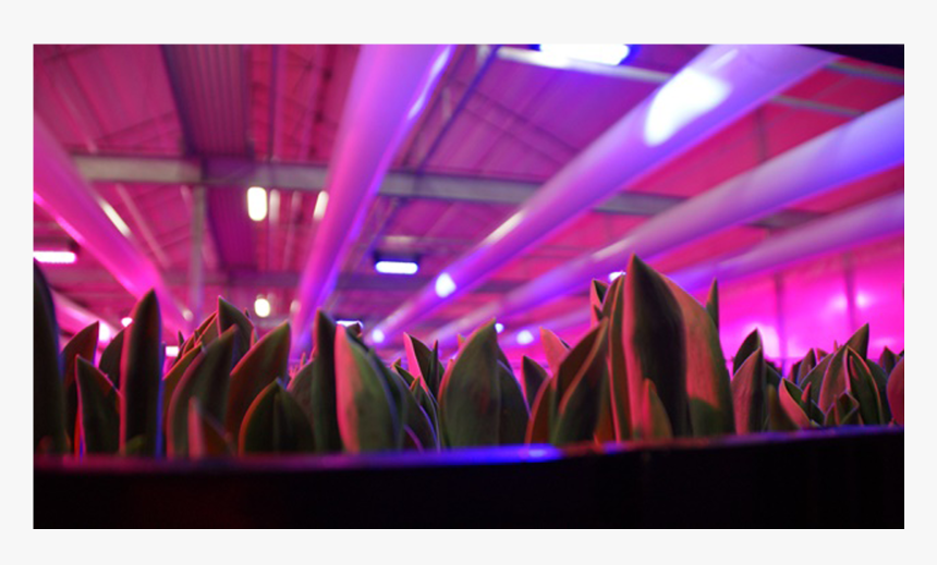 Lighting, HD Png Download