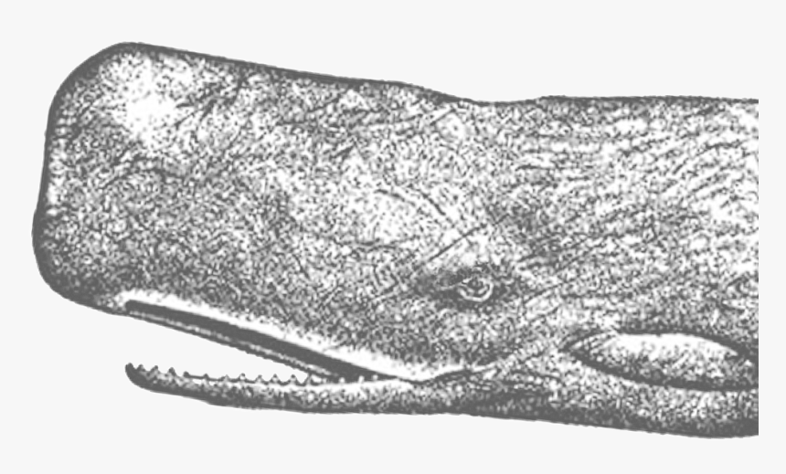 Spermwhalerttolfwstroke - Grey Whale, HD Png Download
