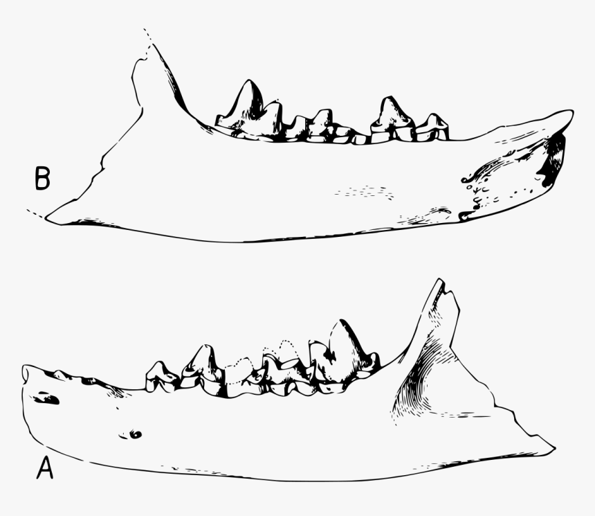 Line Art, HD Png Download