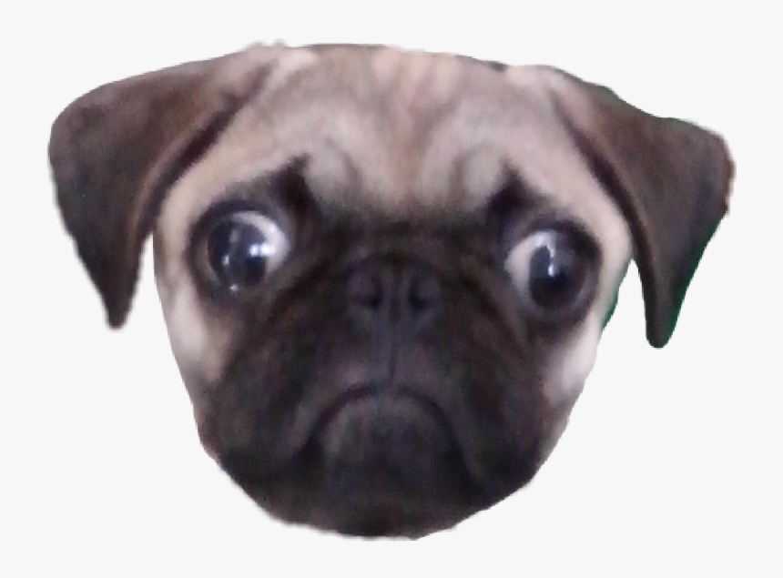 #scpug - Pug, HD Png Download