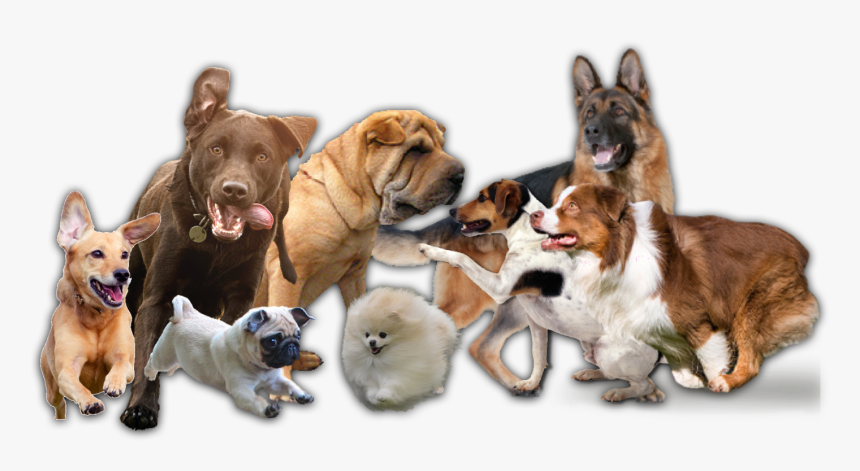 Pug, HD Png Download