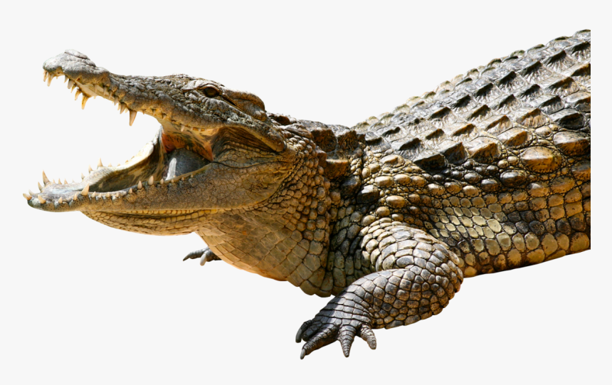 Crocodile Png Image, Transparent Png