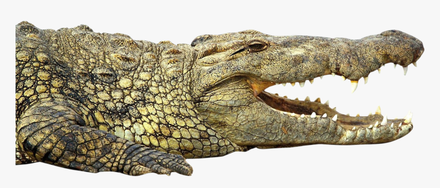 Crocodile - Nile Crocodile Png, Transparent Png