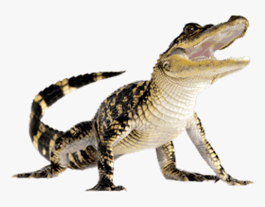 Crocodiles American Alligator Computer Icons - Alligator Png, Transparent Png