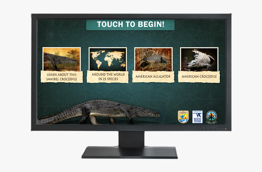 Crocodile, HD Png Download