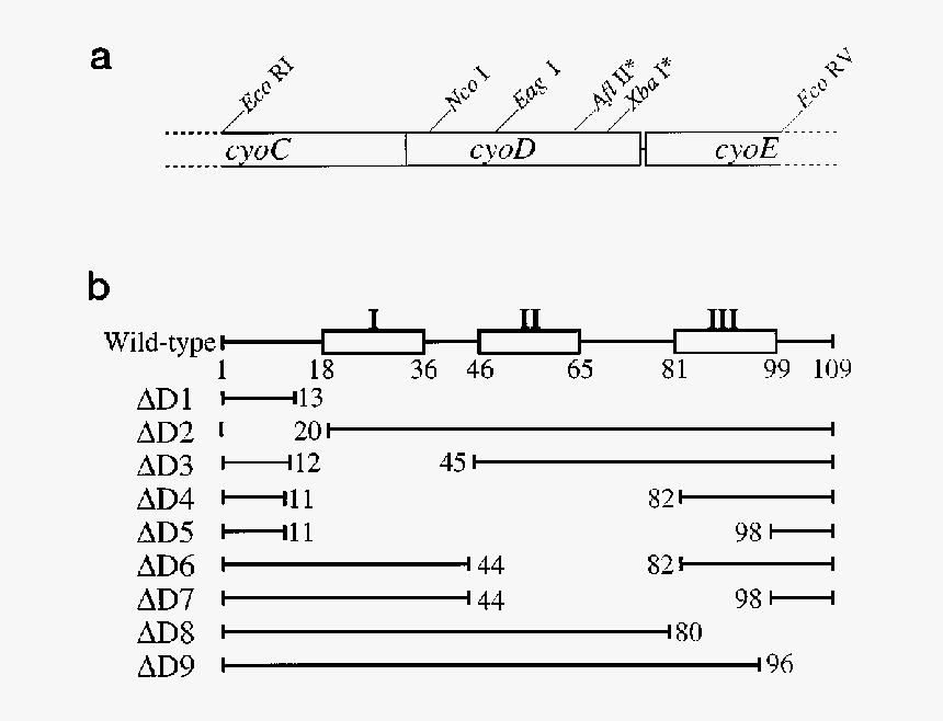 Diagram, HD Png Download