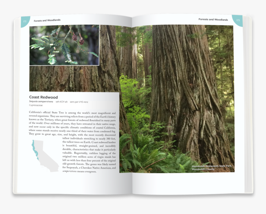 Redwoods1 - Old-growth Forest, HD Png Download