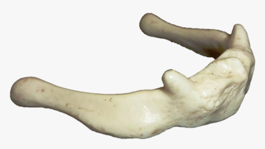 Transparent Foot Heel Clipart - Irregular Bones Clipart, HD Png Download
