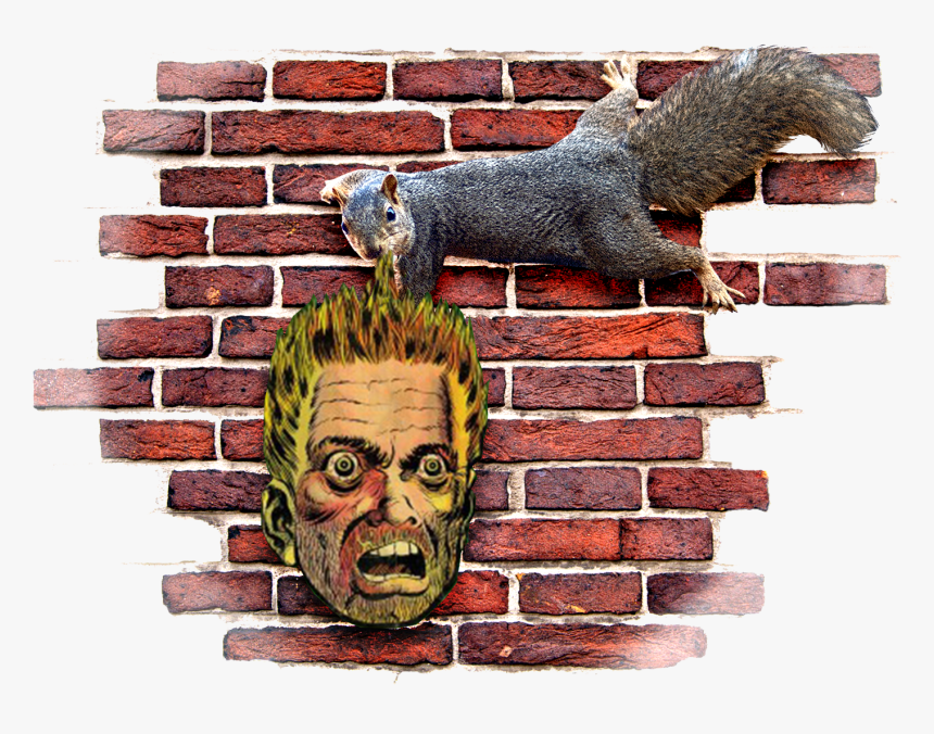 Evans Shaw Squirrels6 
 Class Img Responsive Owl Lazy - Brick, HD Png Download