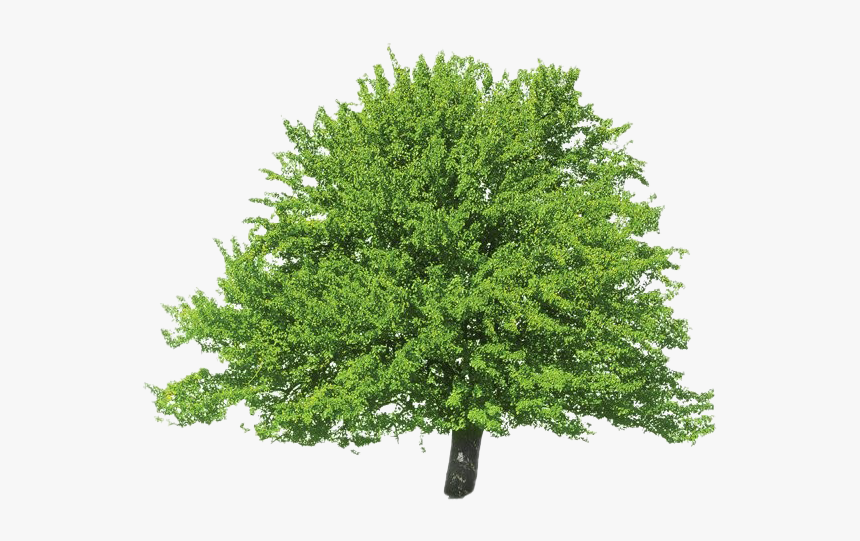 Evergreen Png Clipart - Tulip Tree Png, Transparent Png