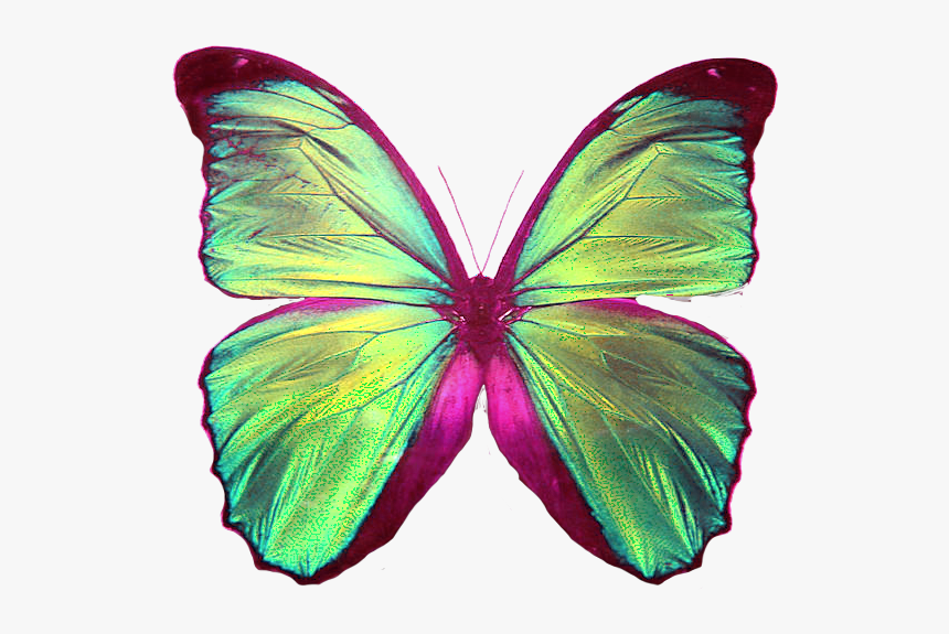 Blue Wing Butterfly, HD Png Download