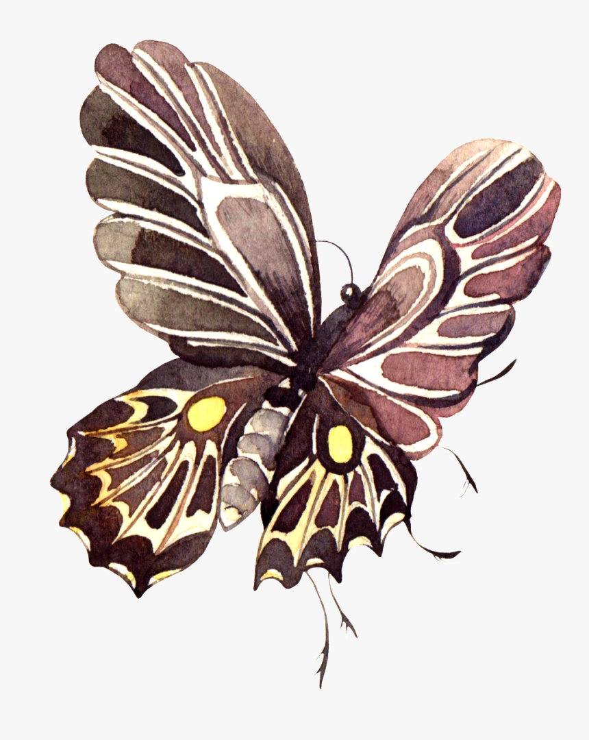 Pintado A Mano De Color Marron Oscuro Mariposa Png - Swallowtail Butterfly, Transparent Png