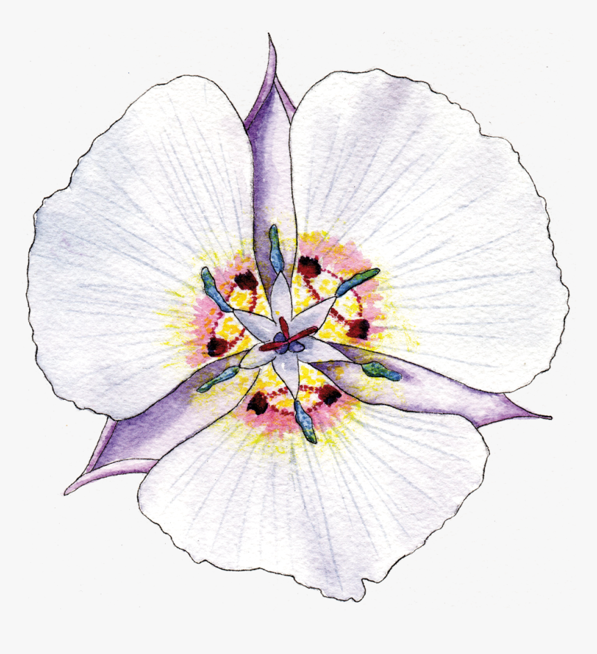 Illustration By Helen Krayenhoff - Tulipa Humilis, HD Png Download