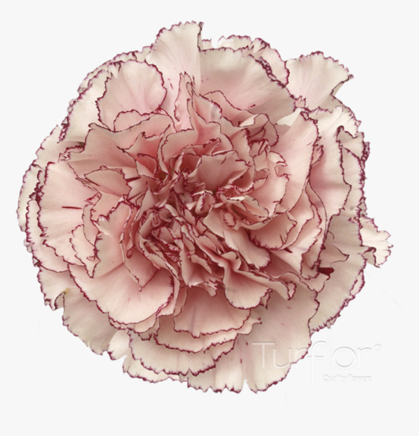 Carnation, HD Png Download