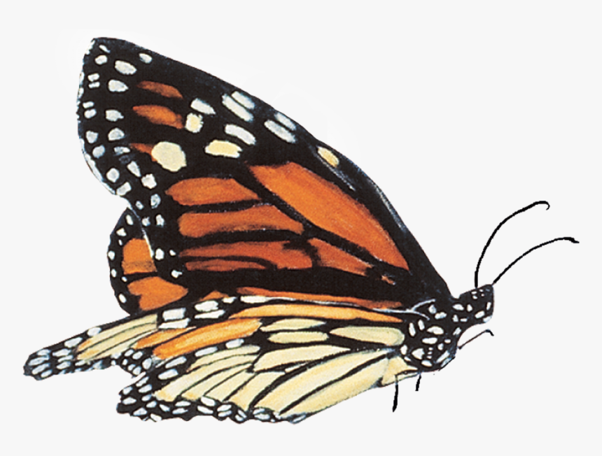 By Monarch School - Mariposas Reales Png, Transparent Png