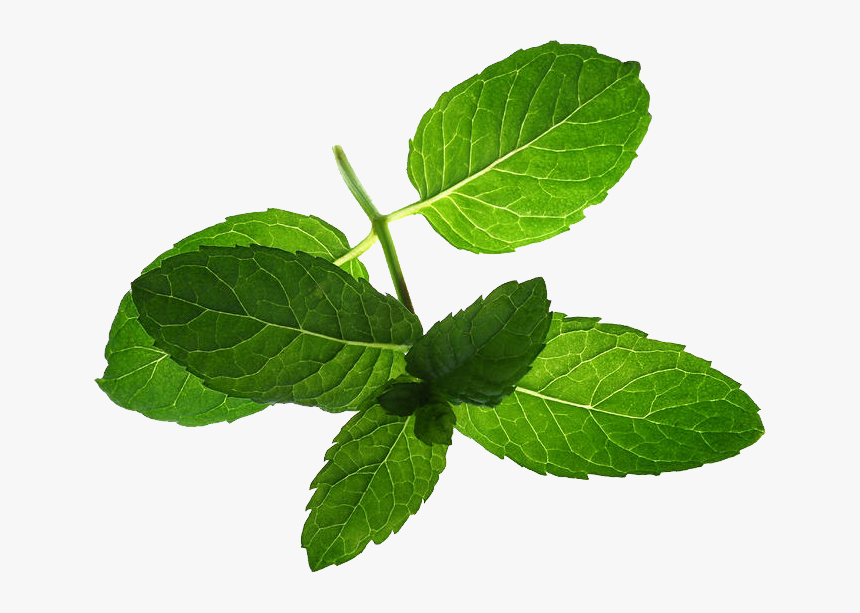 Mint, HD Png Download