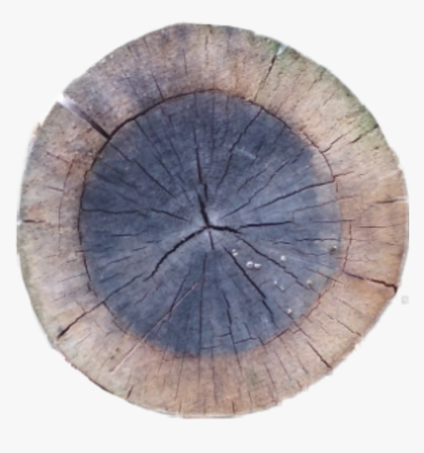 Crosssection Tree Stump Sawed Sawedwood Wood Tree Cutdo - Circle, HD Png Download