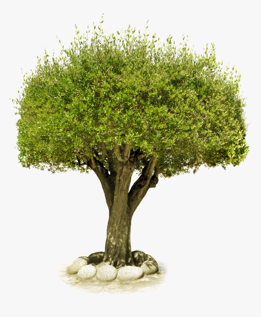 Wood Tree With Stones Png Image - Château De Saumur, Transparent Png