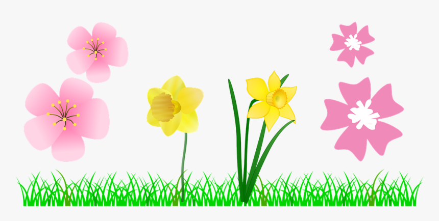 Narcissus, HD Png Download