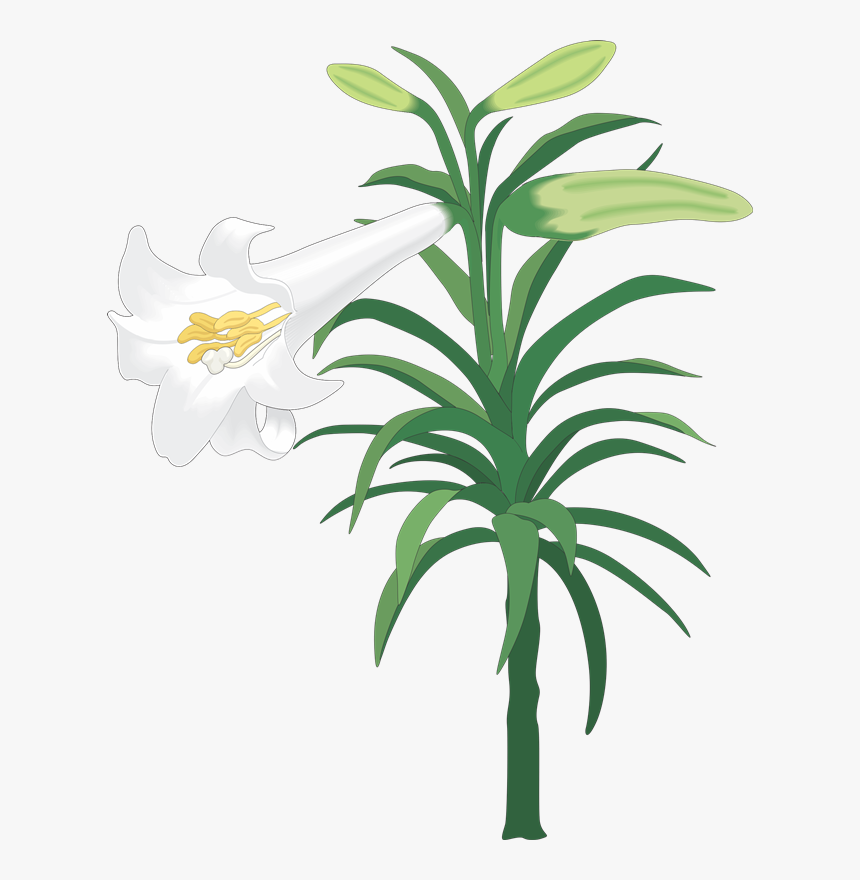Easter Lily Clip Art, HD Png Download