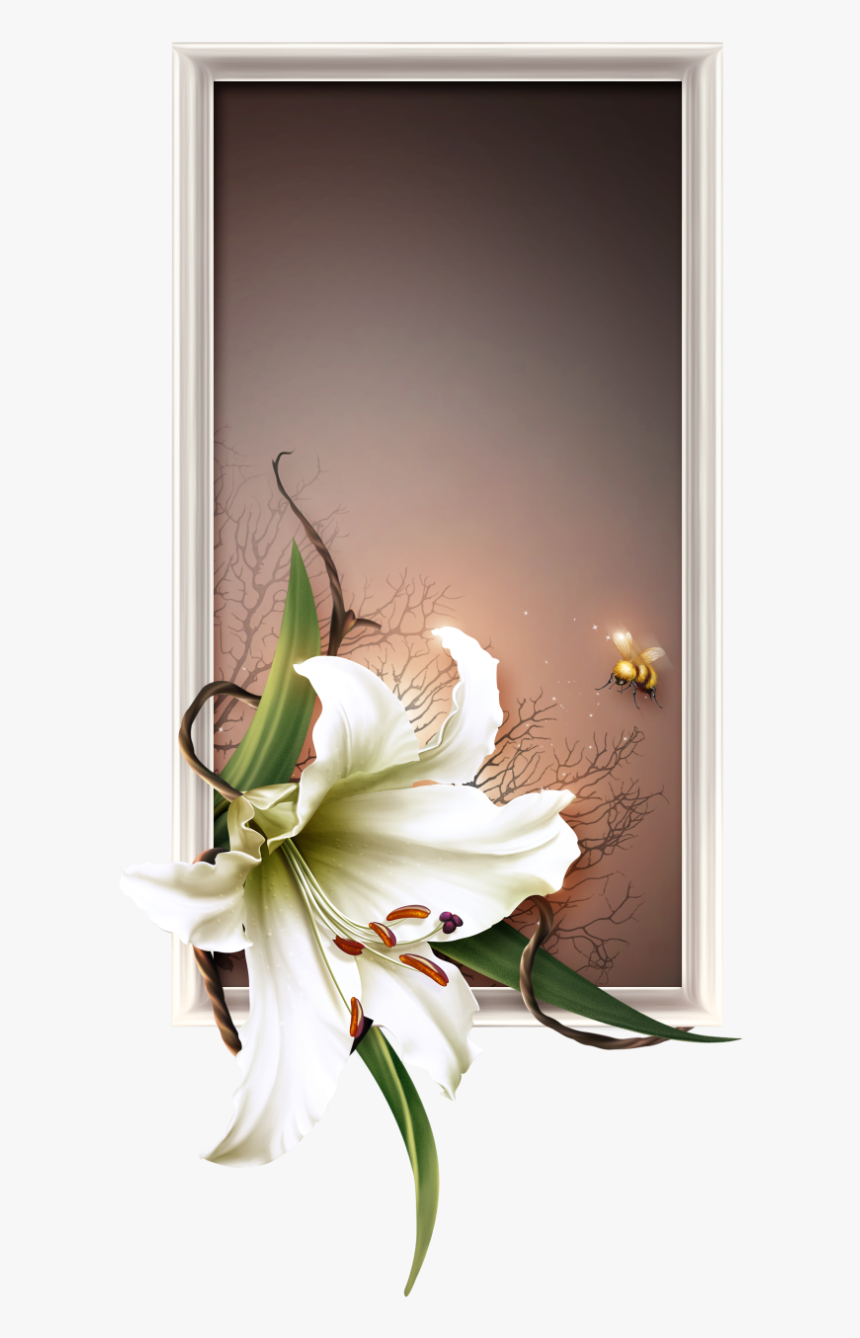 Lily, HD Png Download