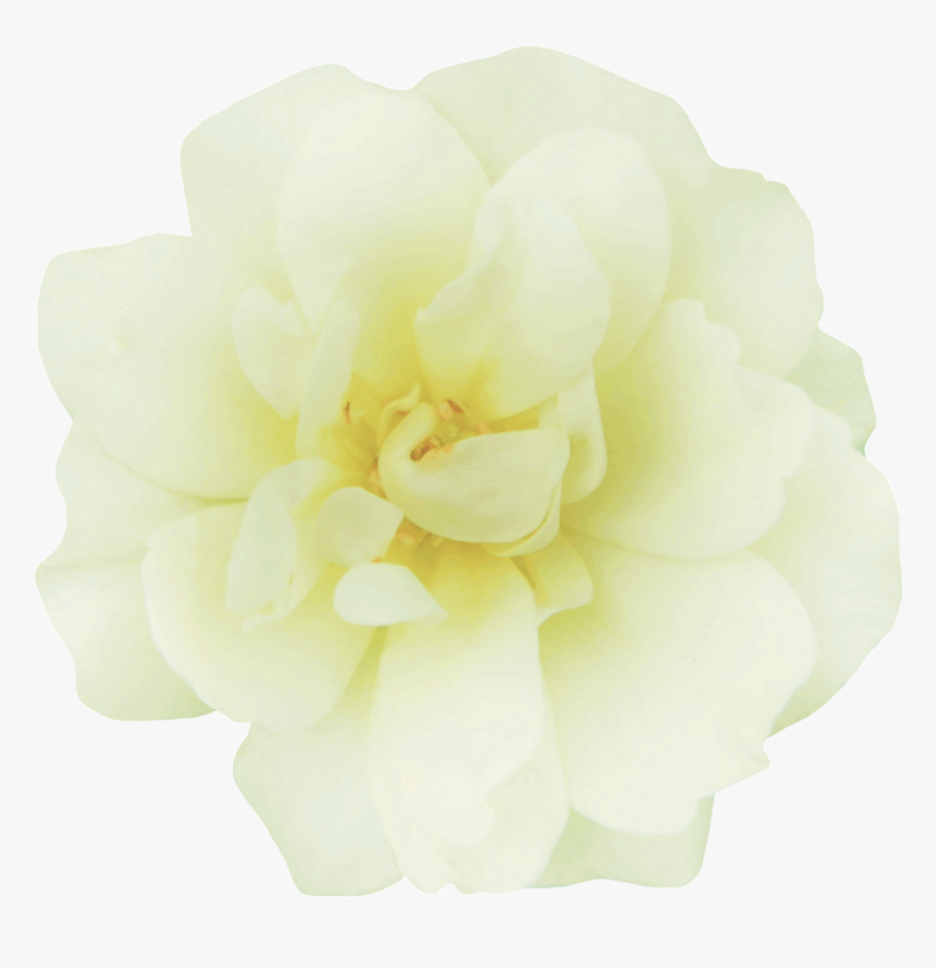 Popcorn Drift® - Garden Roses, HD Png Download