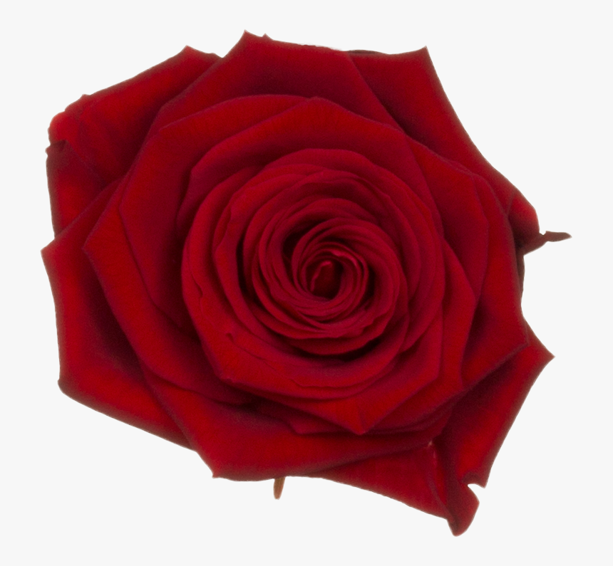 Garden Roses, HD Png Download