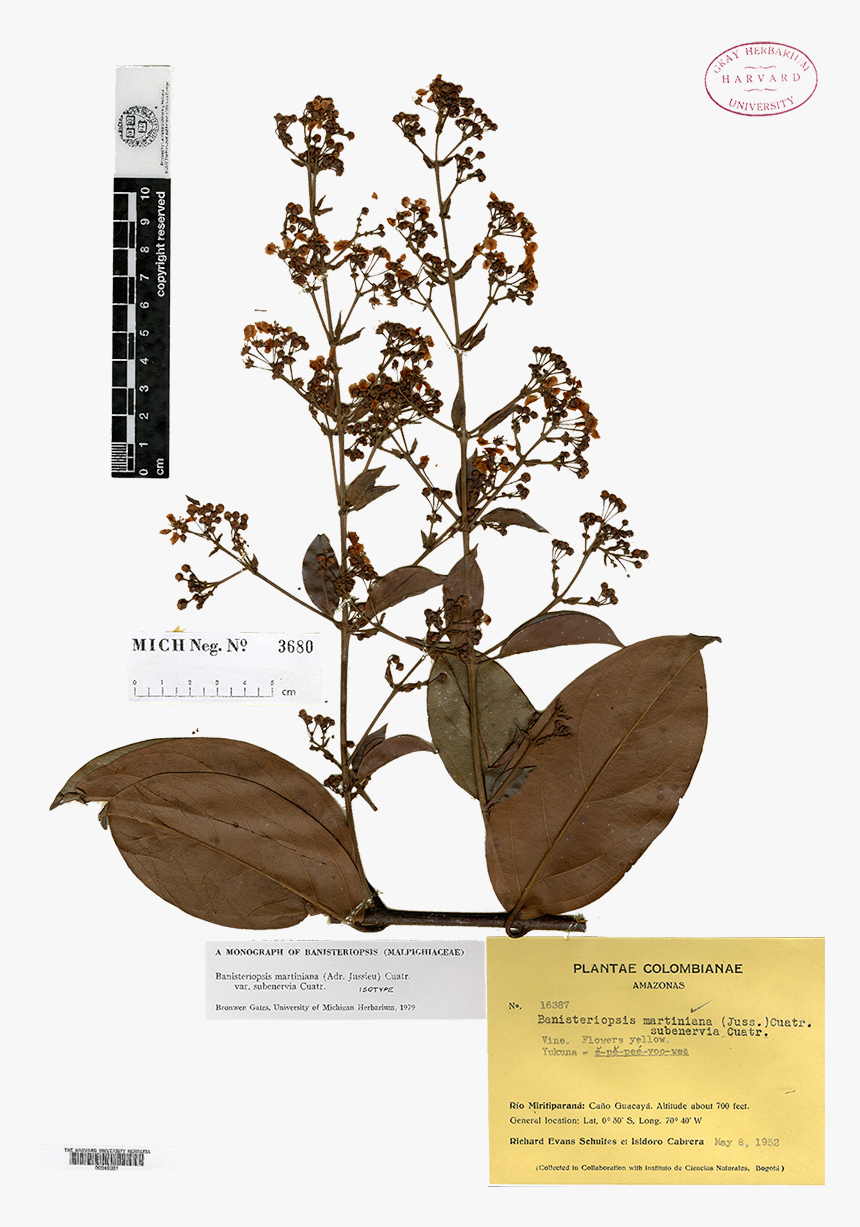 Acianthera Pectinata, HD Png Download