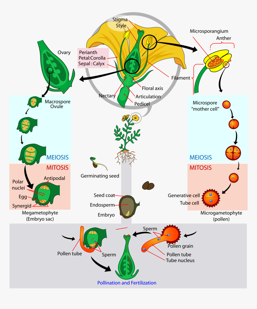 Angiosperm Life Cycle, HD Png Download