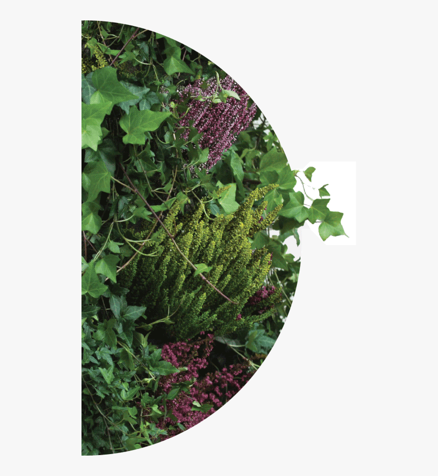 Zielone Ściany - Leaf Vegetable, HD Png Download