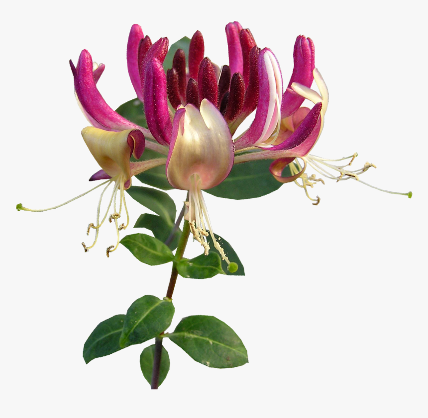 Honeysuckle Flower Png, Transparent Png