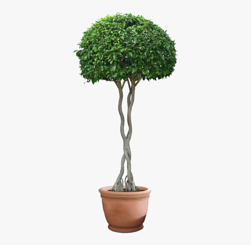 Plant Images Png, Transparent Png