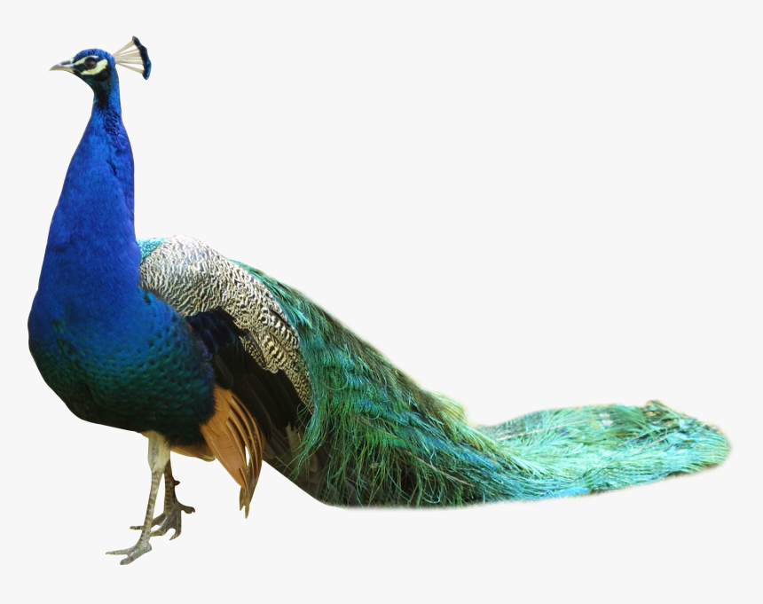 Peacock Png Png Download - Peacock Png, Transparent Png