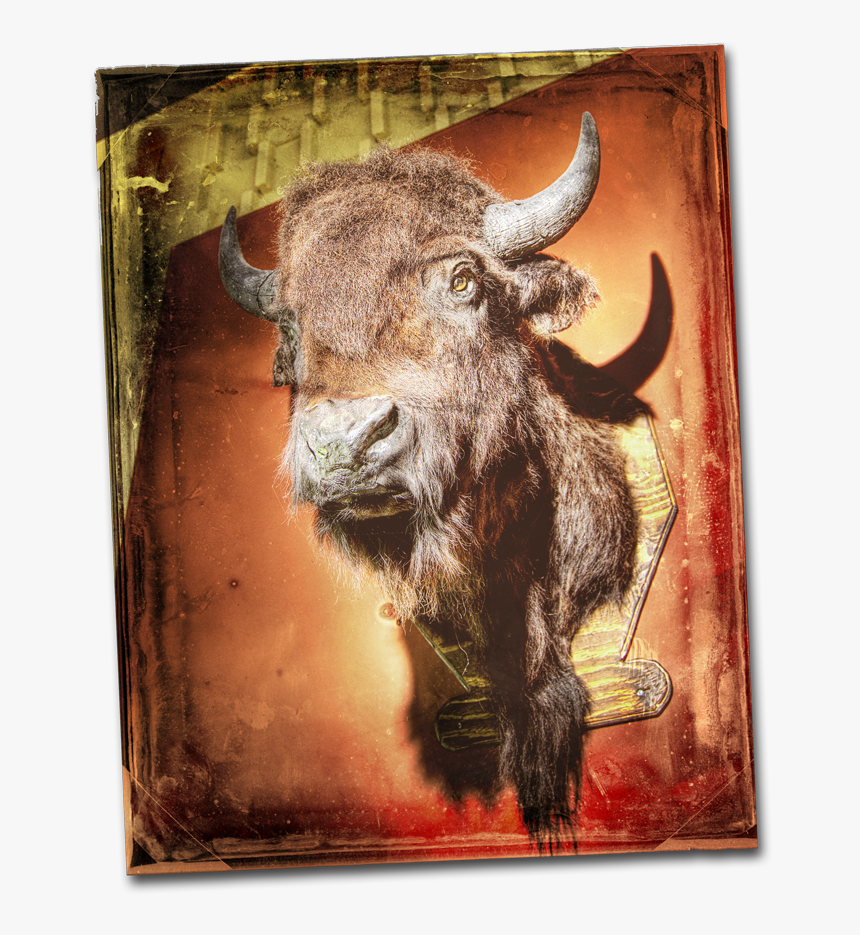 Buffalo-head - Ox, HD Png Download