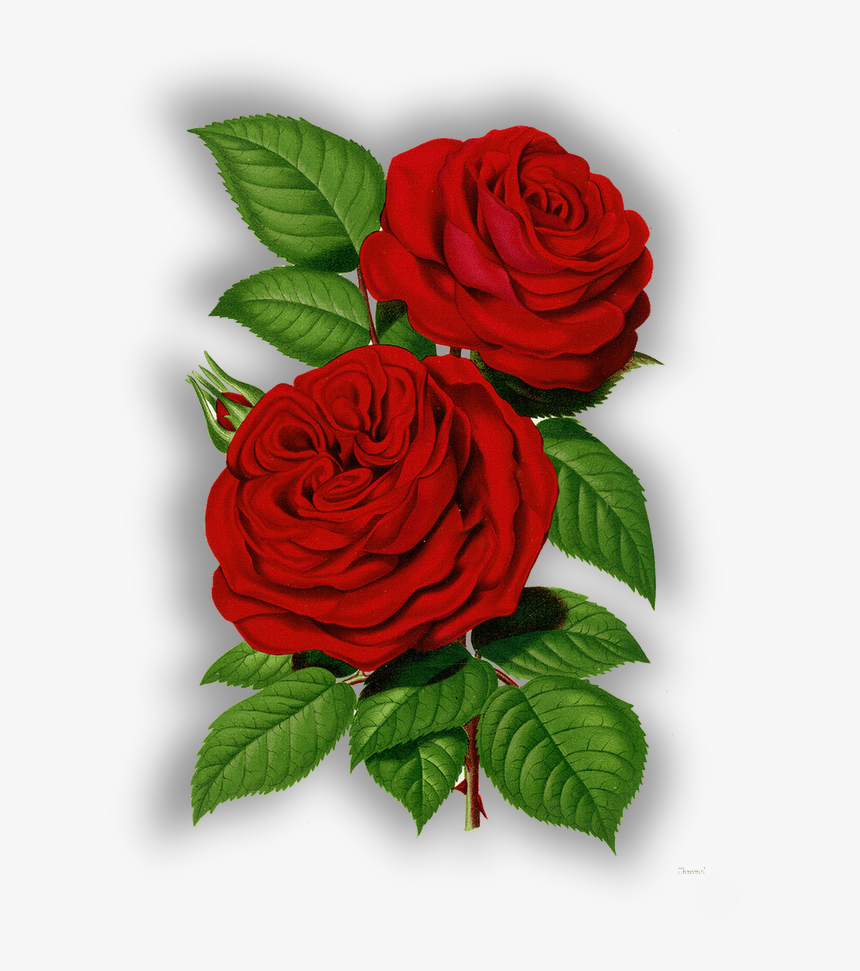 798 X 1020 - Good Morning Share Chat, HD Png Download