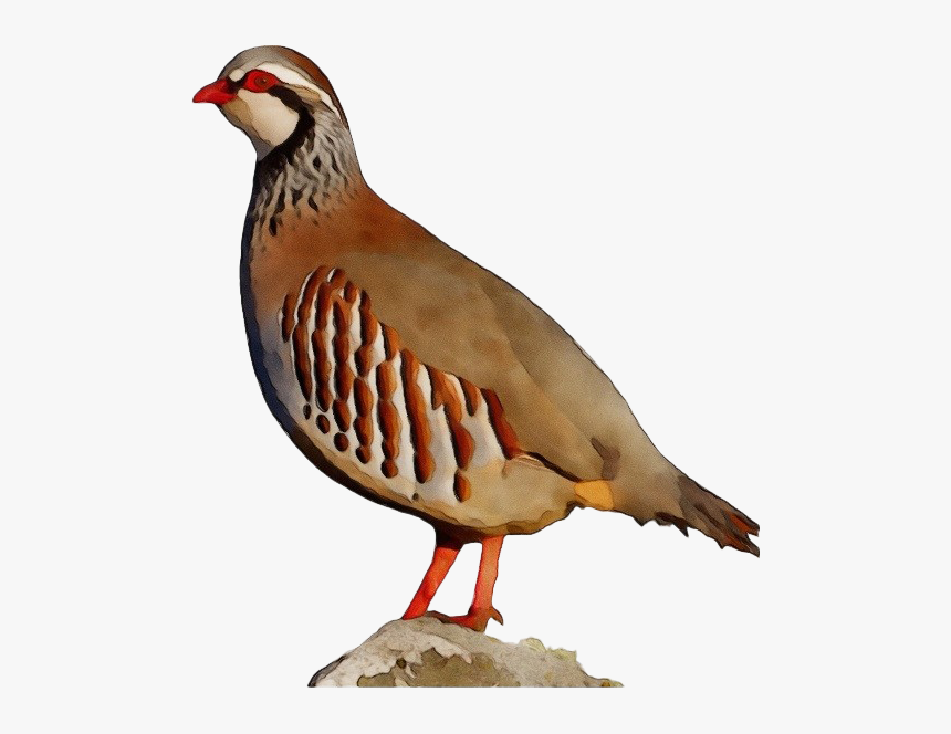 Partridge Png Transparent Hd Photo - Partridge Png, Png Download