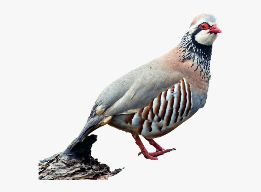 Partridge Png Transparent Image - Partridge, Png Download