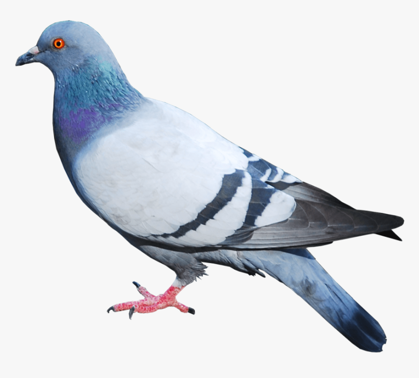Pigeon Png Image - Pigeon Png, Transparent Png