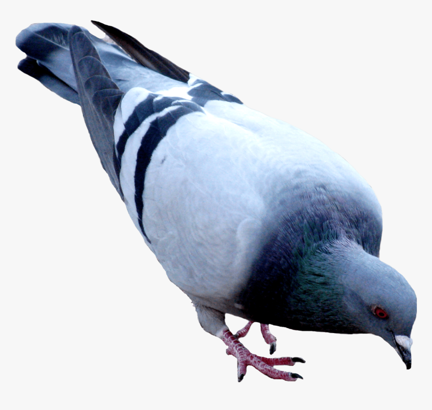 Street Pigeon Png Image - Birds Work For The Bourgeoisie Meaning, Transparent Png