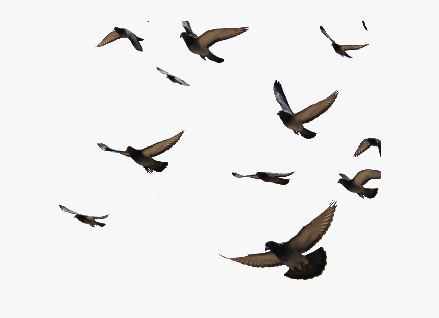 Transparent Background Pigeon Flying Png, Png Download