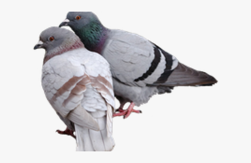 Pigeon Png Transparent Images - Pigeon Png, Png Download