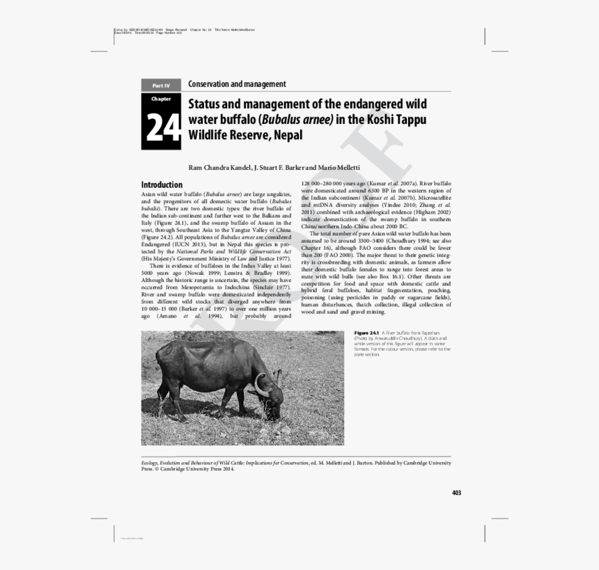 Rhinoceros, HD Png Download