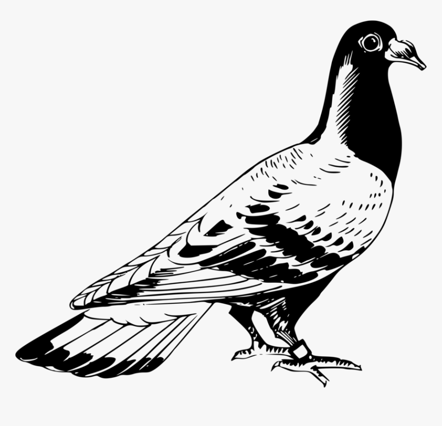 Line Art,monochrome Photography,bird - Pigeon Clipart Black And White, HD Png Download