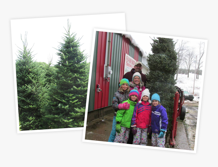 Christmas Tree, HD Png Download