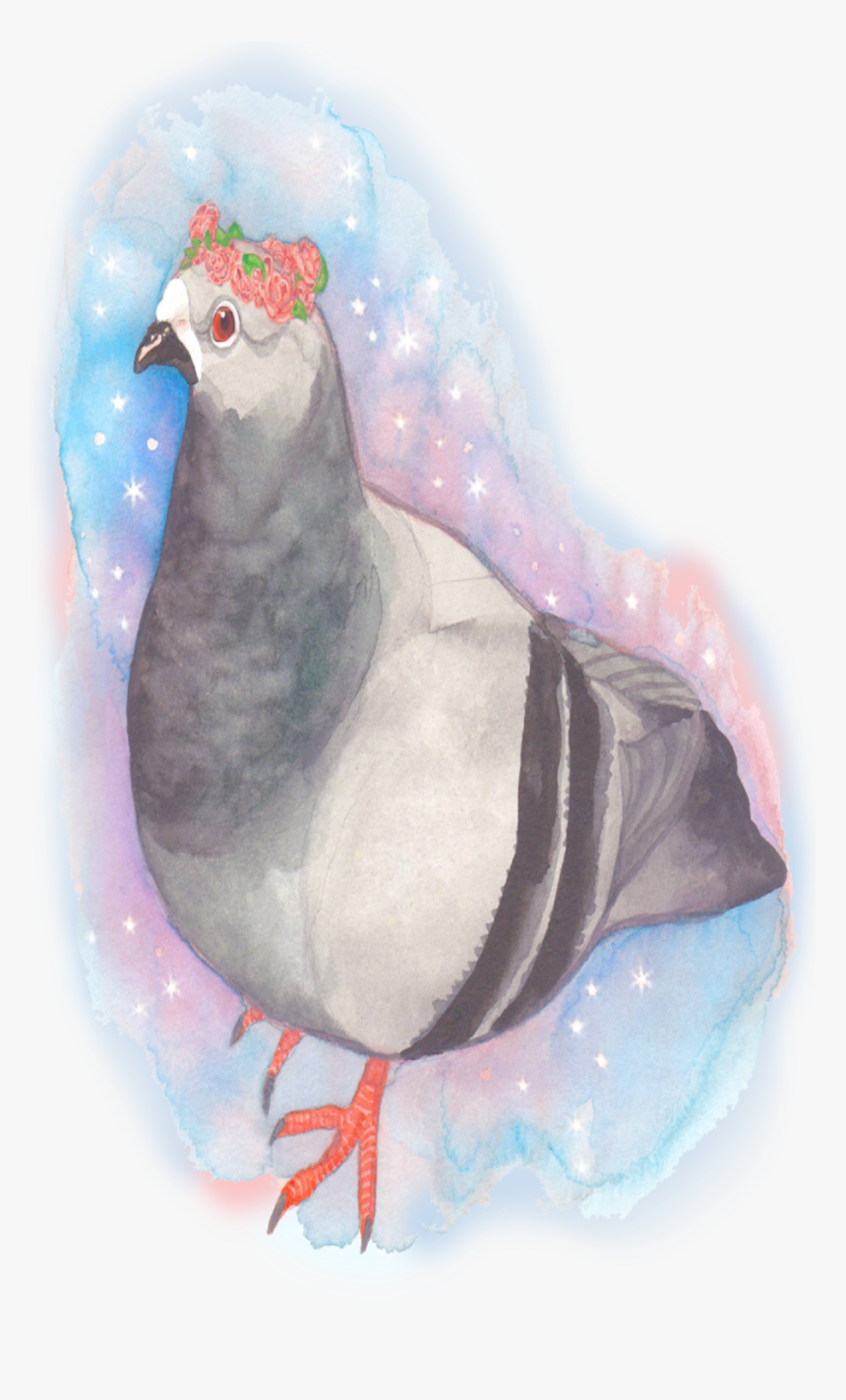 Pigeon, HD Png Download