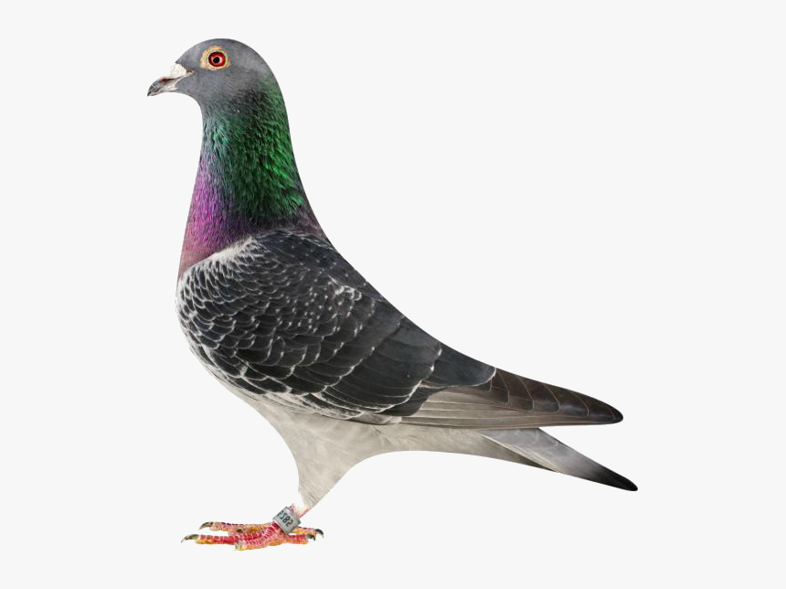 Rock Dove, HD Png Download