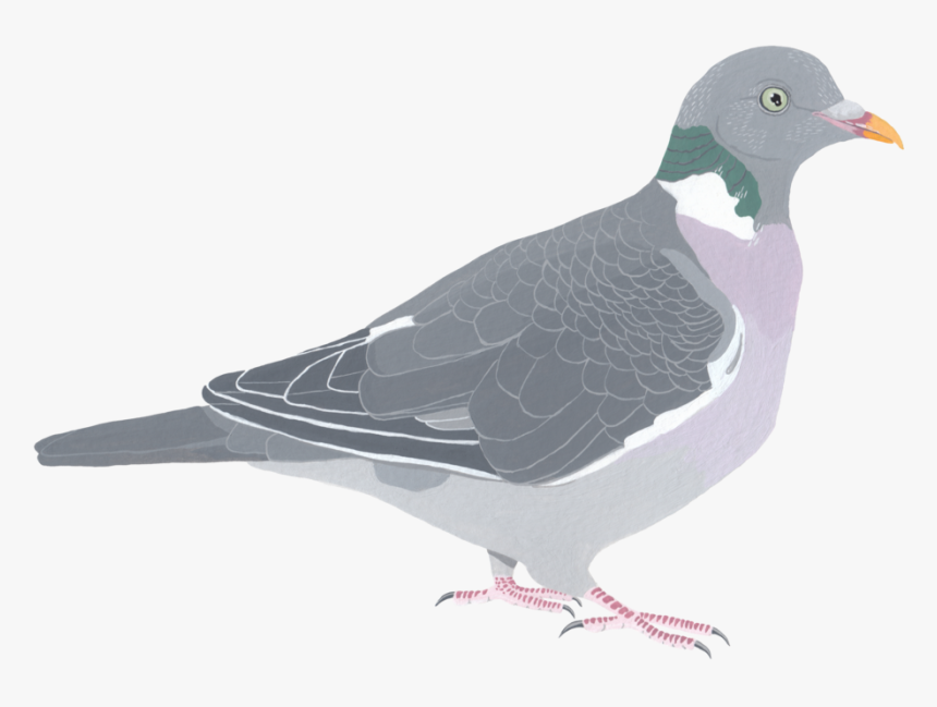 Wood Pigeon, HD Png Download