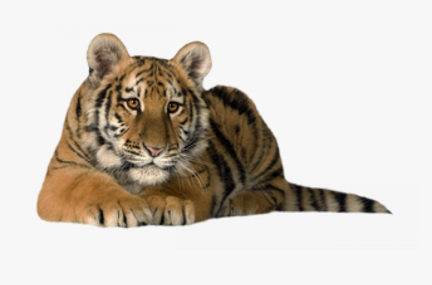 Sitting - - Red Siberian Tiger, HD Png Download