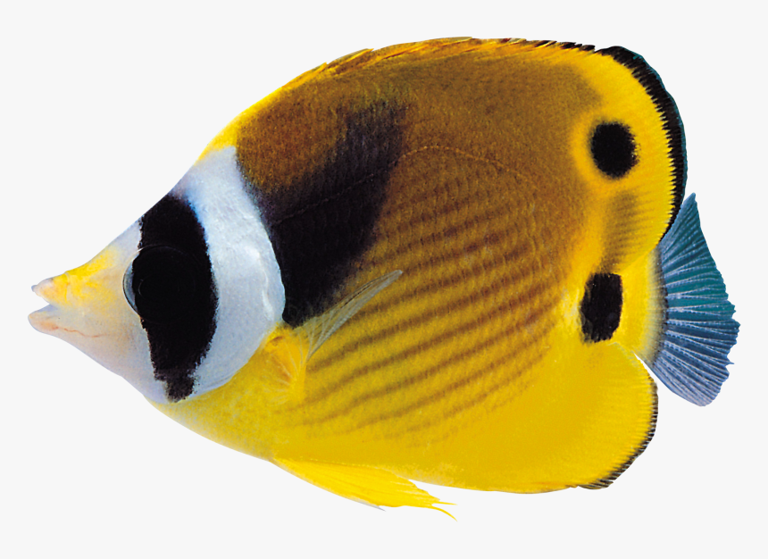 Coral Reef Fish Png, Transparent Png