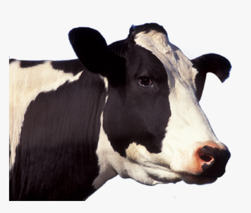 Cow Png Image - Cow Face Png, Transparent Png